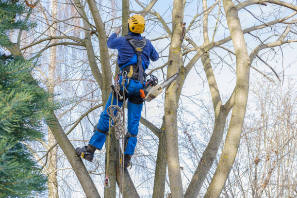 Highland On The Lake, NY Tree Care Services Company